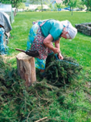 Bauersfrau bündelt Wacholderreisig für den Schwarzwälder Bauernrauch von Räucherspezialitäten Pfau